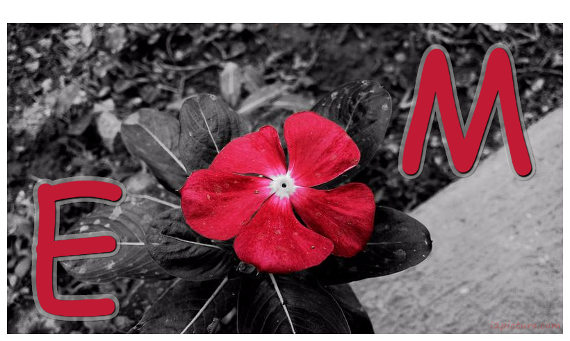 Your Lover's Name On A Red Flower Background Of Black And White Postcard