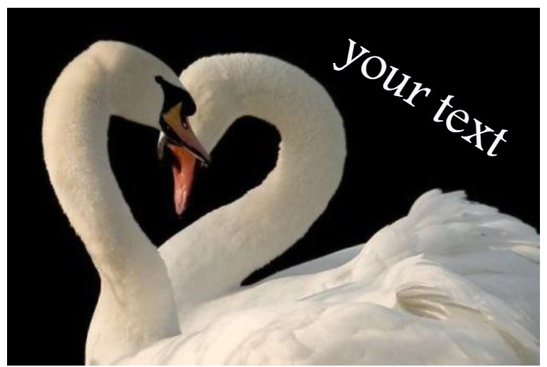 Swan Love Postcard