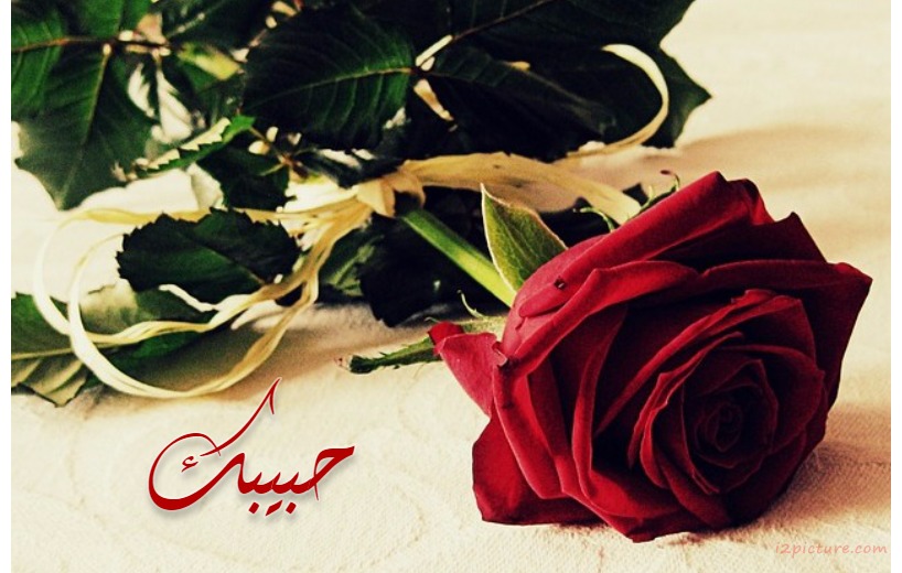 Name Your Lover Beside A Red Rose Postcard