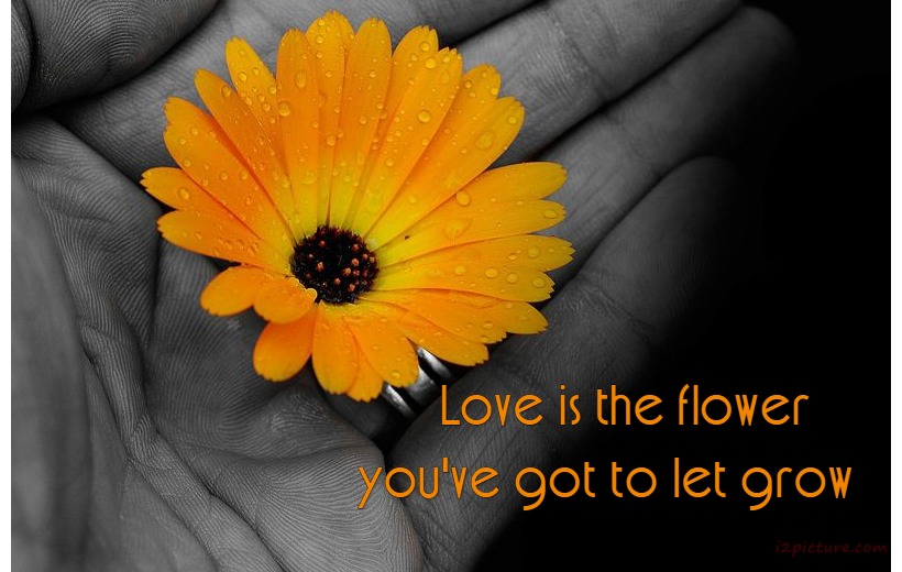  حكم و خواطر - Love Is The Flower You've Got To Let Grow