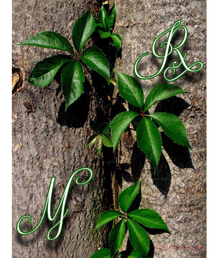 Type Your Lover's Name On The Tree Wood Postcard