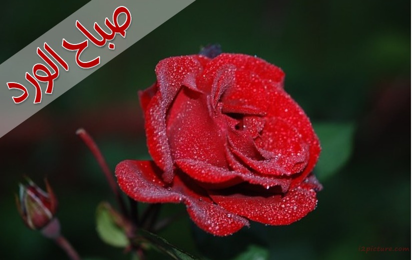  حكم و خواطر - Red Rose With Dew