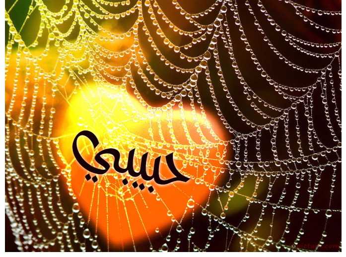 Your Lover's Name On A Spider's Web Postcard