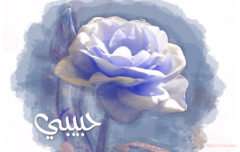 Your Lover's Name On The Blue Rose Postcard