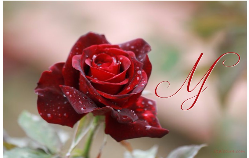 Your Name Is On A Dark Red Rose Postcard