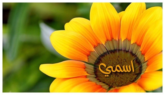 Sun Flower Postcard