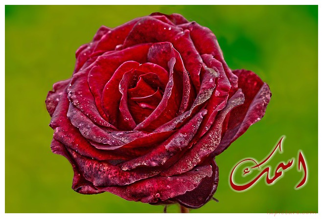 Red Flower Postcard