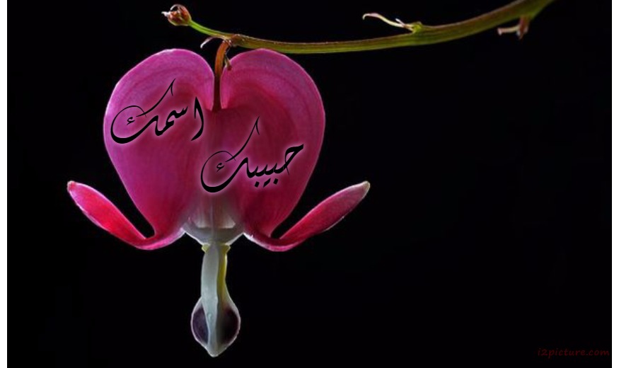 Your Lover's Name On The Rose Heart Shaped Postcard