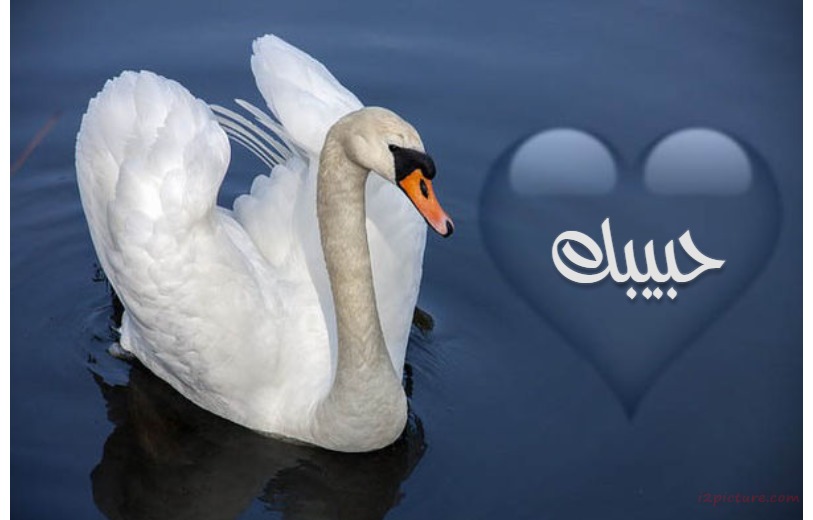Type The Name Of Your Lover With Swan Postcard