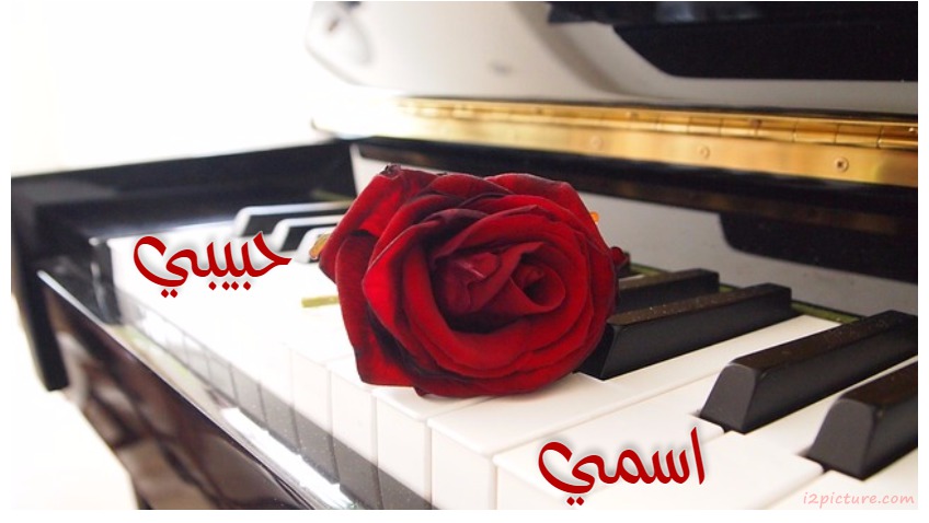 Piano With Red Rose Postcard