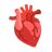 Anatomical Heart u1fac0 Icon 48 x 48