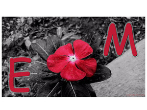 Your lover's name on a red flower background of black and white