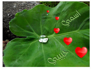 write name on green leaf