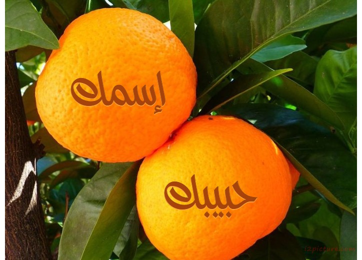 Tangerine On Tree Postcard