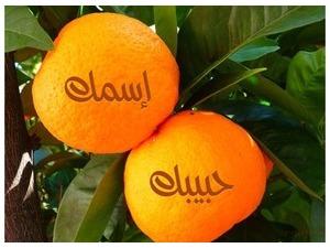 tangerine on tree