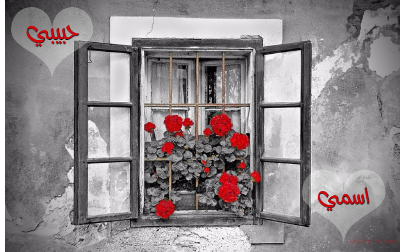 Your Lover's Name On The Window And Red Flowers Postcard