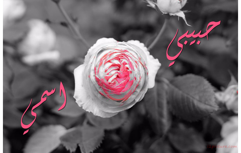 Your Name And Your Lover On A Pink Flower And Gray Background Postcard