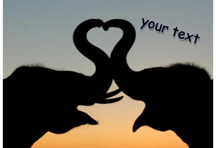 Elephants Love Postcard