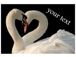 Swan love