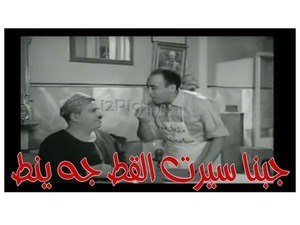 جبنا سيرت القط جه ينط