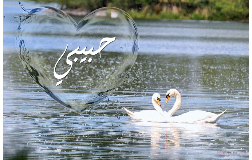 Your Lover's Name On The Swans In The Water Postcard
