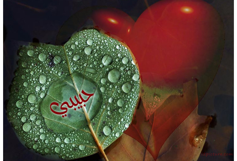 Type Your Lover's Name On A Leaf In Water Postcard