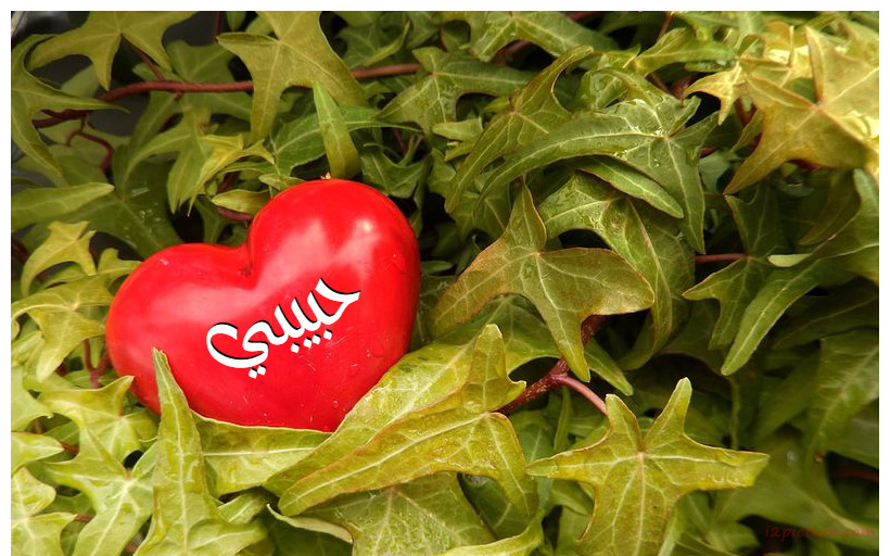 Your Lover's Name On The Heart Of The Center Of The Green Plant Postcard