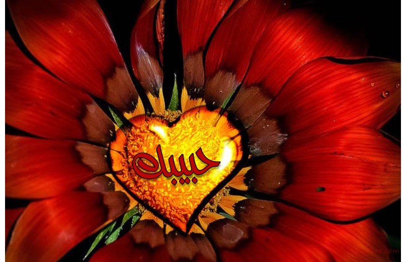 Your Lover's Name On A Red Rose Postcard