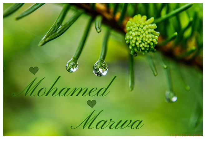 Green Leaves Postcard