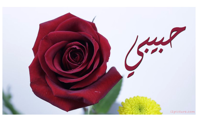 Name Your Lover Next Big Rose Postcard