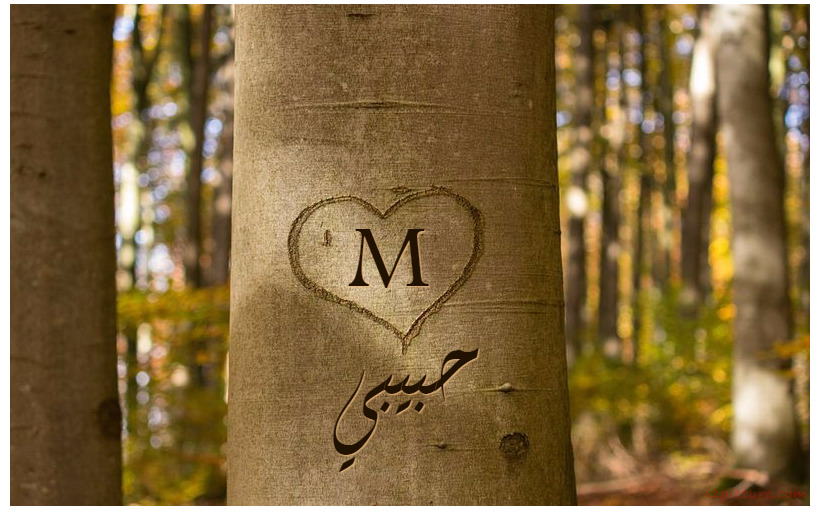 Your Lover's Name Engraved On The Heart Of The Tree Postcard