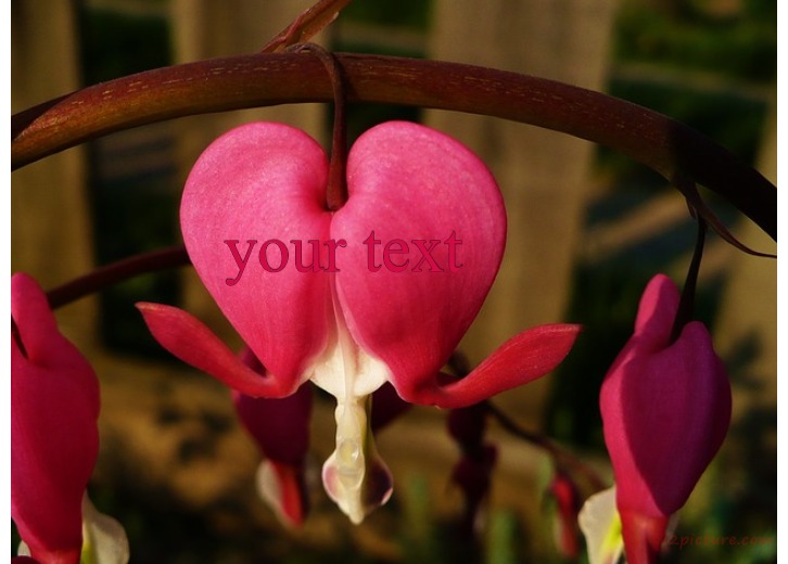 Rose Heart Shaped Postcard