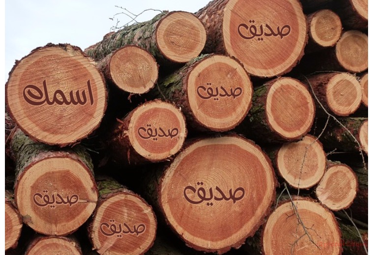 A Group Of Timber Trees Postcard