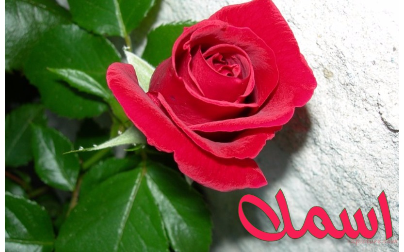 Your Name Next To Flower Postcard