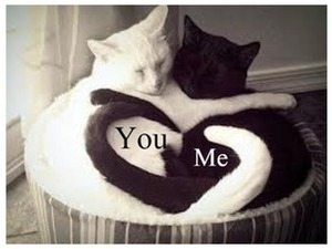 you me cats