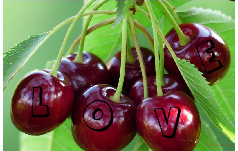 Cherry Love Postcard