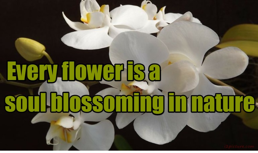  حكم و خواطر - Every Flower Is A Soul Blossoming In Nature