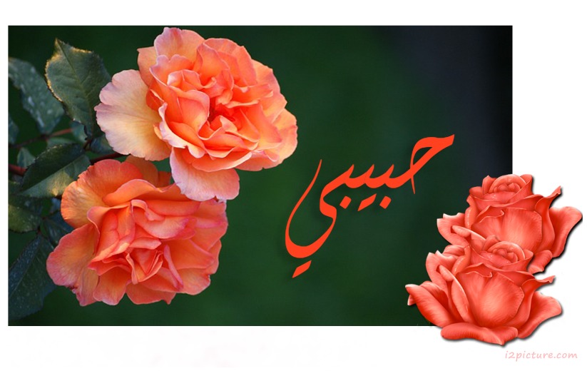 Black Background With Orange Flowers Postcard