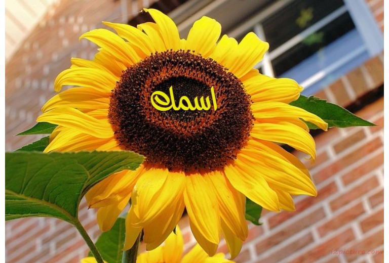 Your Name On Sunflower Postcard