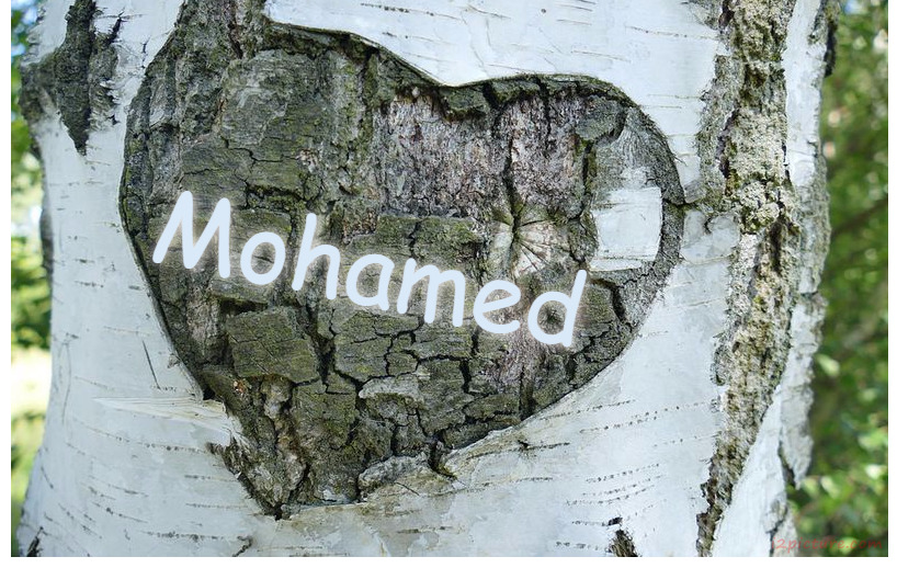 Your Lover's Name On The Tree Trunk And The Heart Postcard