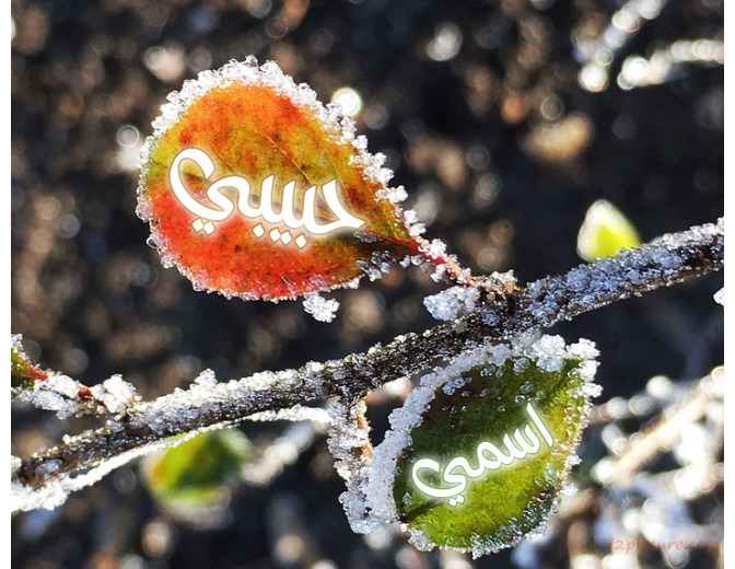 Your Name And Your Lover On A Frozen Tree Leaves 000 Postcard