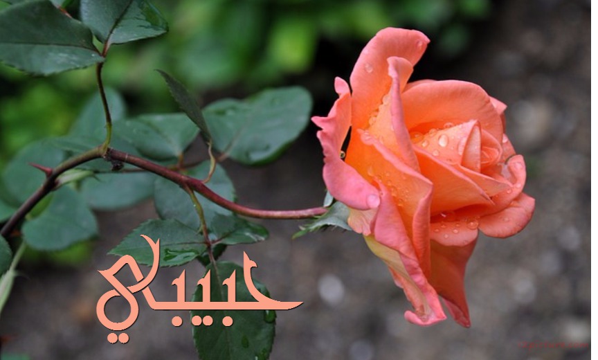 Your Lover's Name On A Rose In The Garden Postcard
