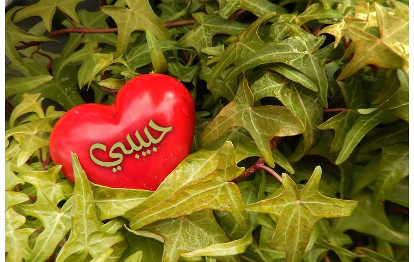 Your Lover's Name On The Heart Of Central Trees 5 Postcard