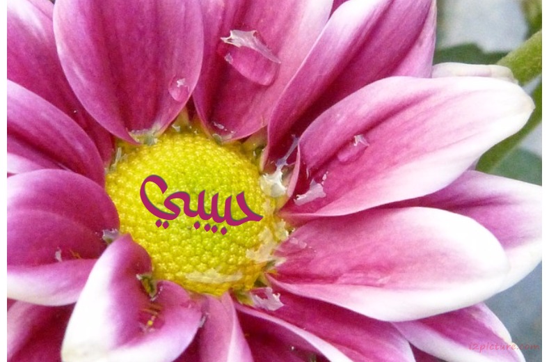 Your Lover On A Purple Flower Yellow Postcard