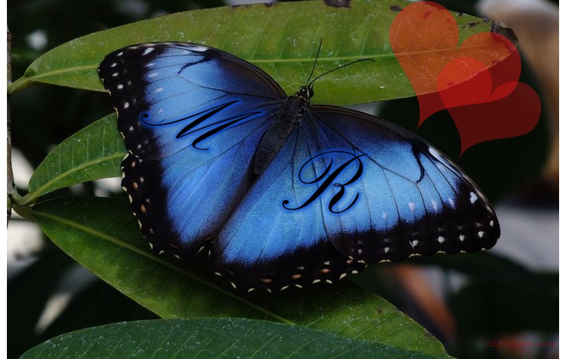 Your Name And Your Lover On Blue Butterfly Wing Postcard