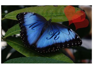 Your name and your lover on Blue Butterfly Wing