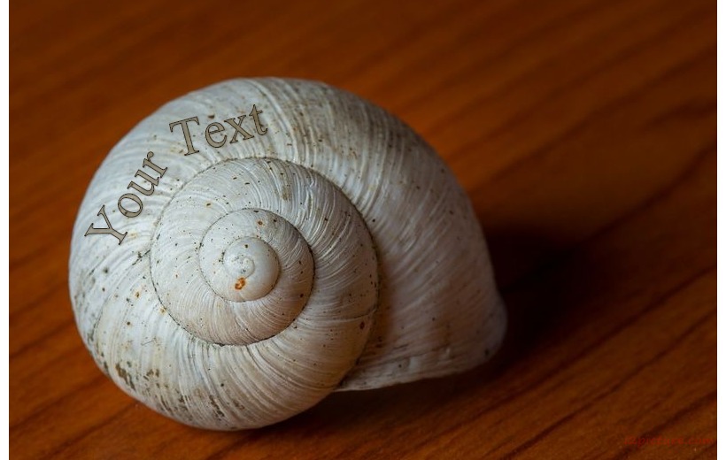 Shell On A Wooden Table Postcard