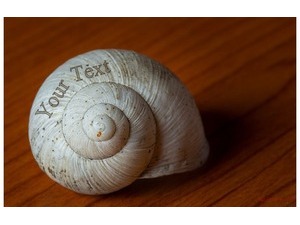 Shell on a wooden table