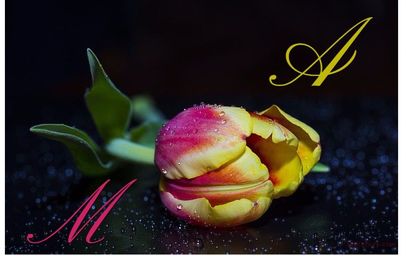 Your Lover's Name On The Violet Flowers 00 Postcard