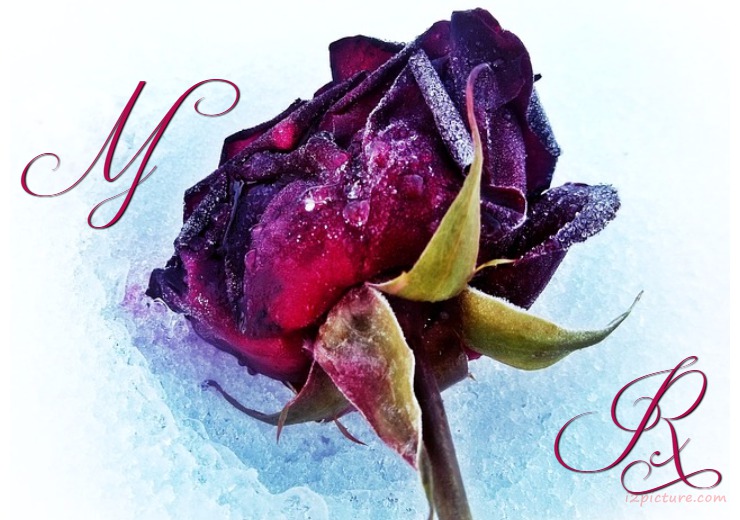 Type Your Lover On A Rose Red And Purple And Blue Postcard